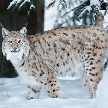 Sonnenhof Bayerischer Wald Hotel 4*